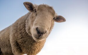 4th Sunday of Easter -Unraveling the Sheep Stereotype