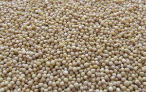 16th Sunday in Ordinary Time – A Mustard Seed of Potential