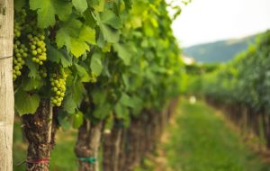 5th Sunday of Easter – Crushed Grapes in the Dirt