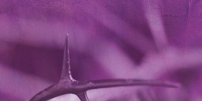 Lenten Brochure