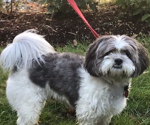 Blessing of the Animals – Saturday, Oct. 3 11:00am