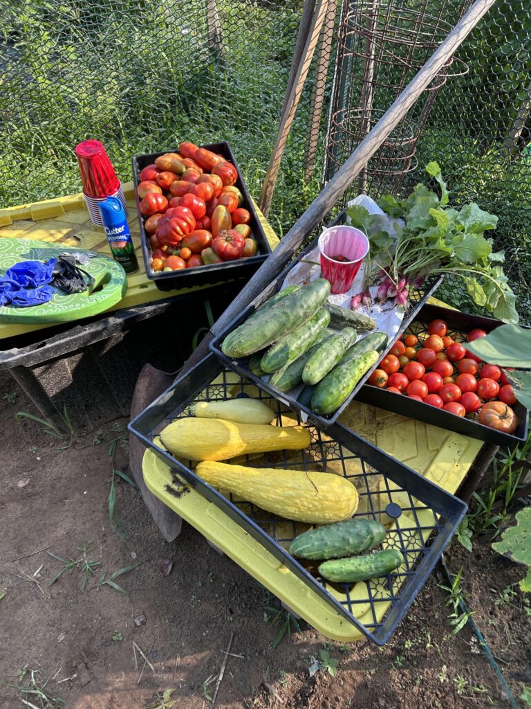 The Parish Community Garden continues to thrive