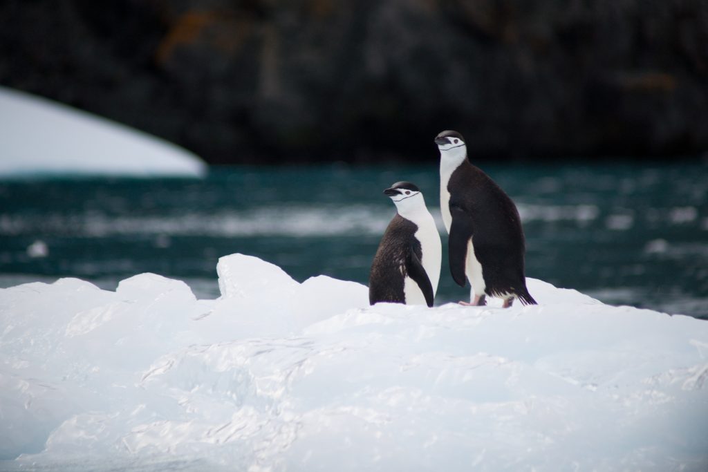 Penguins on Ice
