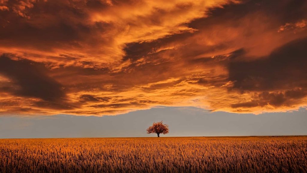 Tree in open plain