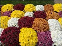 Knights of Columbus Mum Sale