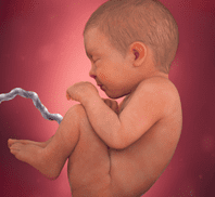 Pro-Life Weekly