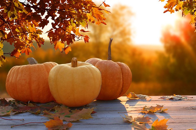 St. Jude’s 5th Annual Fall Festival
