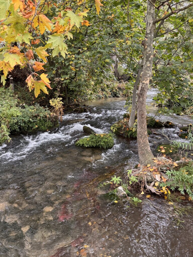 The river outside Philippi rushing past trees in autumn color
