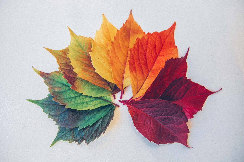 http://Colorful%20leaves%20forming%20maple%20leaving