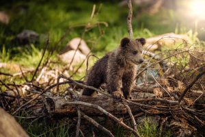 Cub Scouts