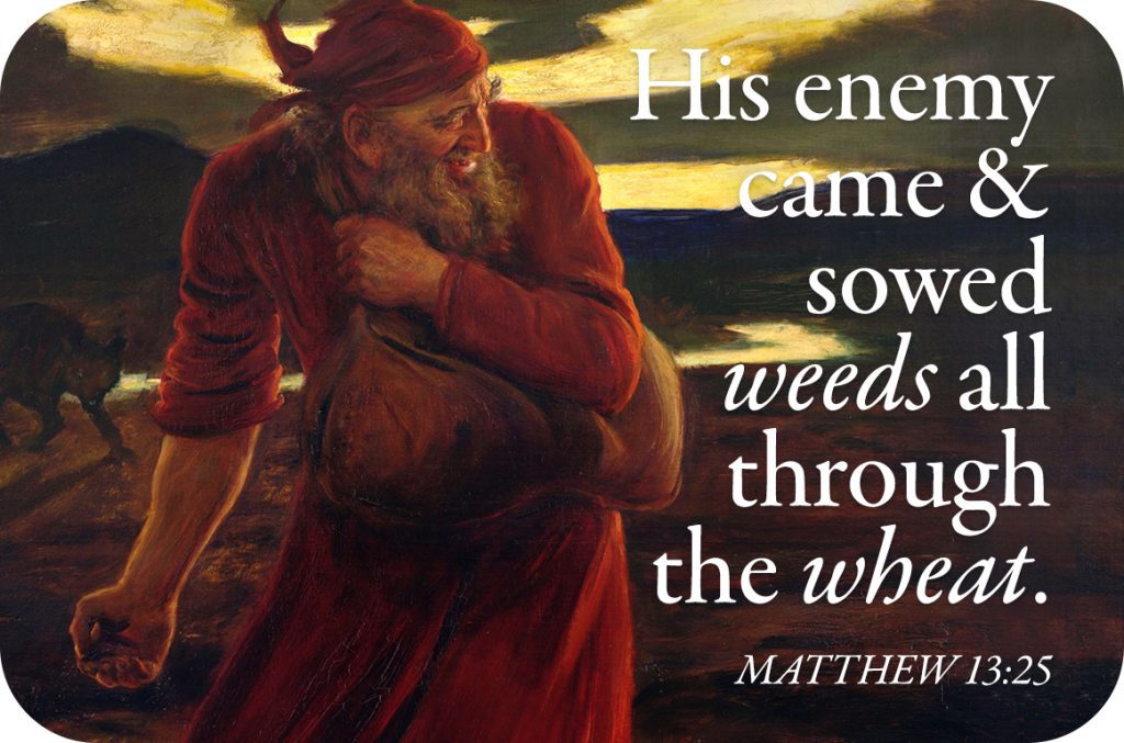 His enemy came and sowed weeds all through the wheat. Matthew 13:25. The 16th Sunday in Ordinary Time.