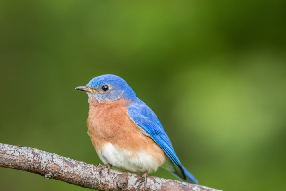 Blue Bird Lady