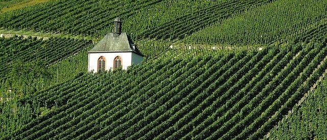 vineyard-973569_640