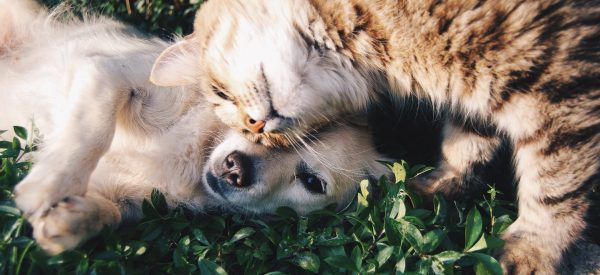 Blessing of Pets<br />October 4, 12:30 pm