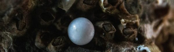 The Pearl of Great Price