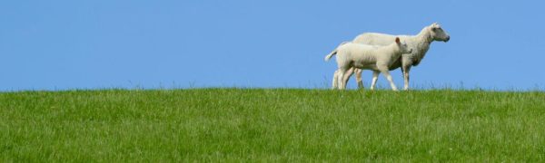 The Shepherd’s Flock