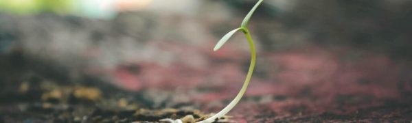 Rooted