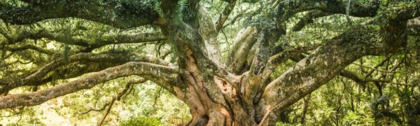 Family Trees