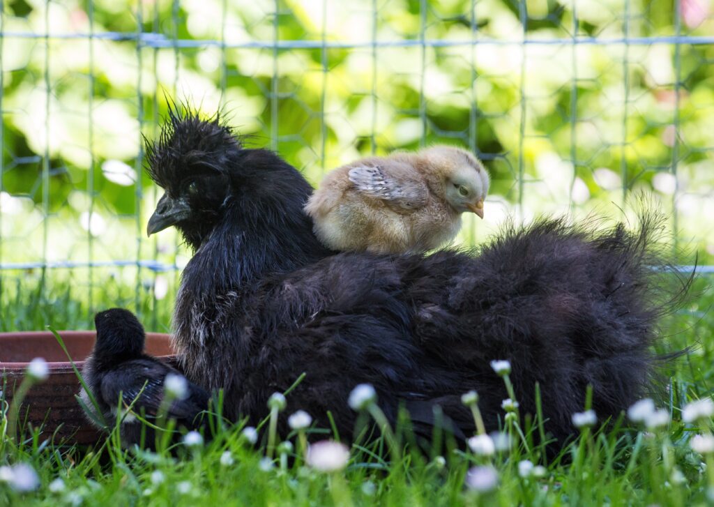 Castagnari53 chicken 4845817