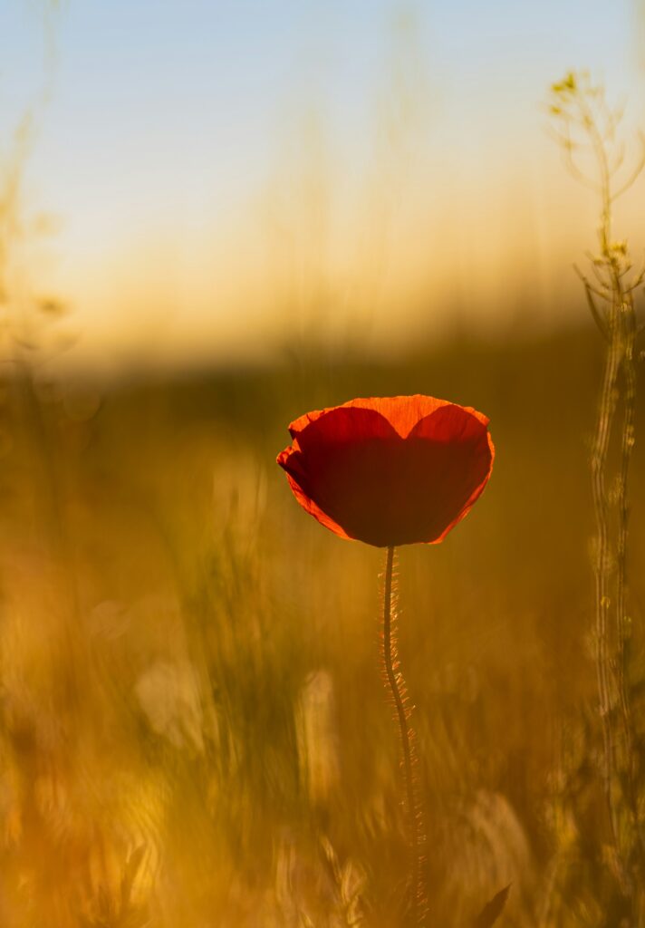 Acknowledging the One We Love