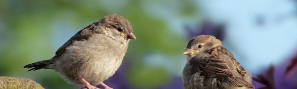 More Than Many Sparrows
