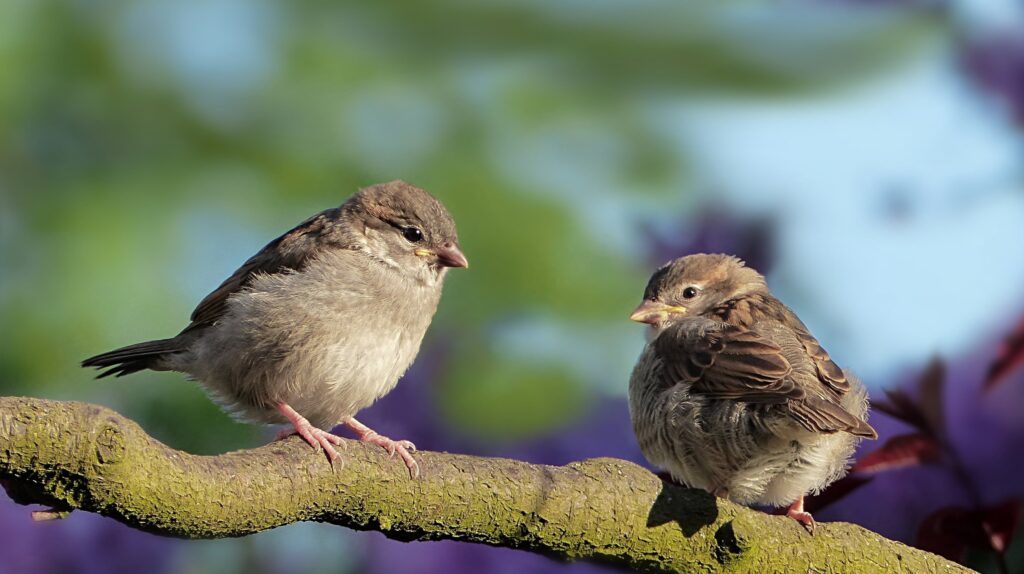 Oldiefan sparrows 3434123