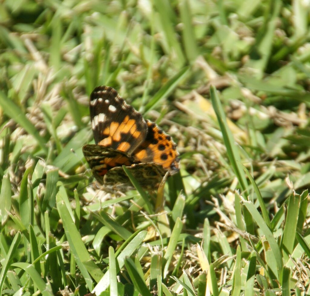 SONY DSC