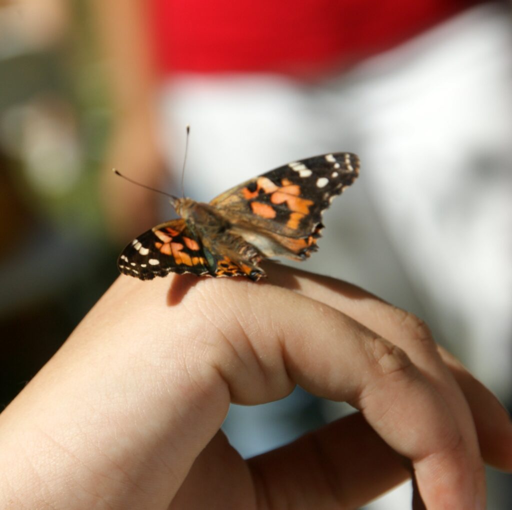 SONY DSC