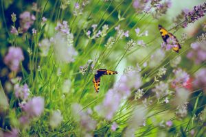 Calvary Cemetery Reminders
