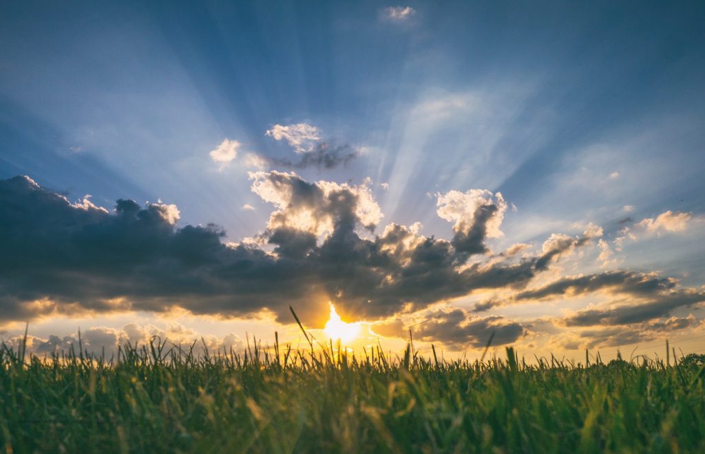 Sunshine over blades of grass